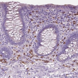 Anti-CD84 antibody produced in rabbit 