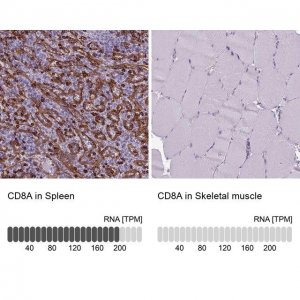 Anti-CD8A antibody produced in rabbit 