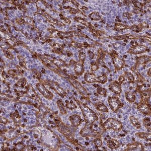 Anti-CD8A antibody produced in rabbit 