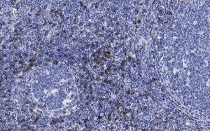 Anti-CD8a Antibody, clone 1B19, ZooMAb� Rabbit Monoclonal 