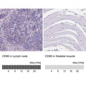 Anti-CD96 antibody produced in rabbit 