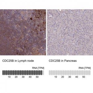 Anti-CDC25B antibody produced in rabbit 