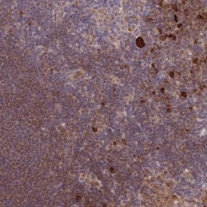 Anti-CDC25B antibody produced in rabbit 