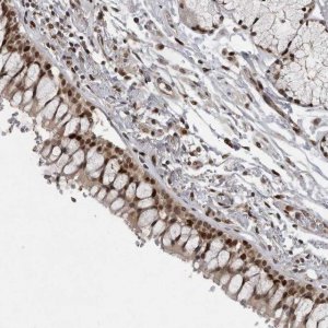 Anti-CDC27 antibody produced in rabbit 