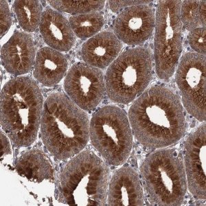 Anti-CDC42EP2 antibody produced in rabbit 