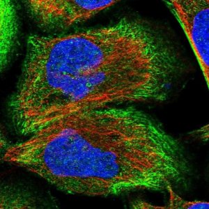 Anti-CDC42EP4 antibody produced in rabbit HPA024797-100UL