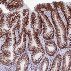 Anti-CDC42EP5 antibody produced in rabbit 