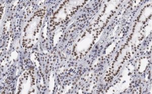Anti-CDC5L Antibody, clone 4F8 ZooMAb� Rabbit Monoclonal 