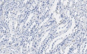 Anti-CDC5L Antibody, clone 4F8 ZooMAb� Rabbit Monoclonal 