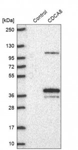 Anti-CDCA8 antibody produced in rabbit 