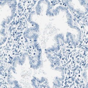 Anti-CDH15 antibody produced in rabbit 