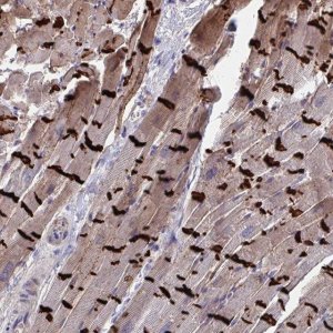 Anti-CDH2 antibody produced in rabbit 