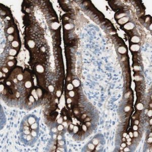 Anti-CDHR5 antibody produced in rabbit 