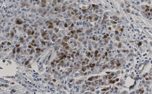 Anti-CDK1/CDC2 Antibody, clone 1J8 ZooMAb� Rabbit Monoclonal 