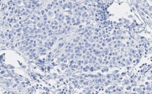 Anti-CDK1/CDC2 Antibody, clone 1J8 ZooMAb� Rabbit Monoclonal 
