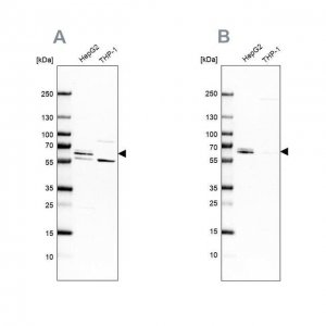 Anti-CDR2 antibody produced in rabbit 