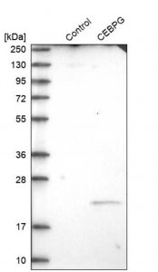 Anti-CEBPG antibody produced in rabbit 
