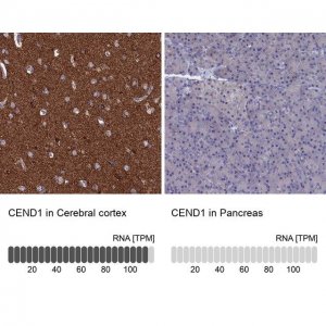 Anti-CEND1 antibody produced in rabbit 