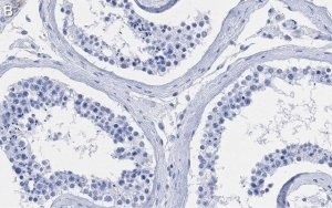 Anti-Centrin-1 Antibody, clone 5L17 ZooMAb� Rabbit Monoclonal 