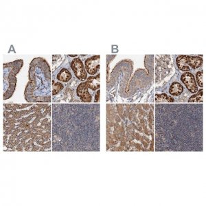 Anti-CEP68 antibody produced in rabbit 
