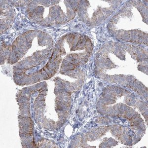 Anti-CES4A antibody produced in rabbit 