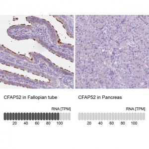 Anti-CFAP52 antibody produced in rabbit 