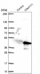 Anti-CFAP77 antibody produced in rabbit 