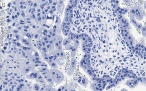 Anti-cGAS Antibody, clone 1B5 ZooMAb� Rabbit Monoclonal 