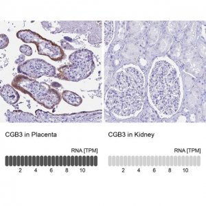 Anti-CGB3 antibody produced in rabbit 