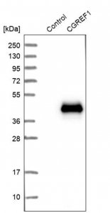 Anti-CGREF1 antibody produced in rabbit 