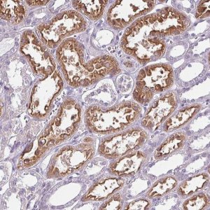 Anti-CHRDL1 antibody produced in rabbit 