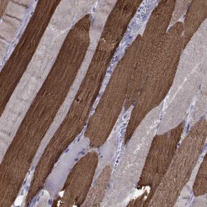 Anti-CHRNA1 antibody produced in rabbit 