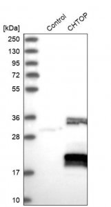 Anti-CHTOP antibody produced in rabbit 