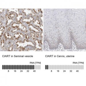 Anti-CIART antibody produced in rabbit HPA027515-100UL