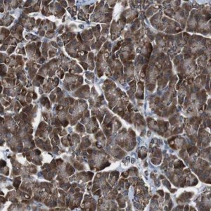 Anti-CISD2 antibody produced in rabbit HPA015914-100UL