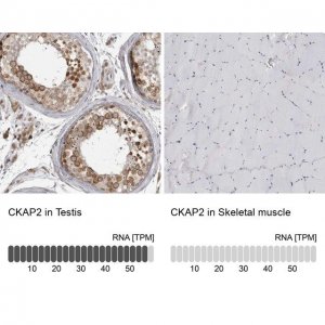 Anti-CKAP2 antibody produced in rabbit 