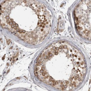 Anti-CKAP2 antibody produced in rabbit 