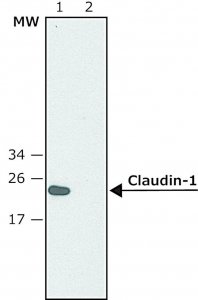 Anti-Claudin-1 (C-terminal) antibody produced in rabbit SAB4200534-200UL