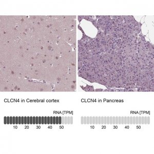 Anti-CLCN4 antibody produced in rabbit 