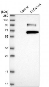 Anti-CLEC14A antibody produced in rabbit HPA039468-100UL