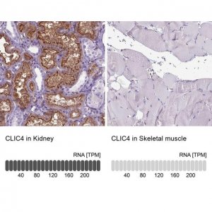 Anti-CLIC4 antibody produced in rabbit 