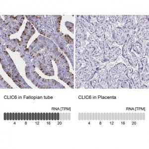 Anti-CLIC6 antibody produced in rabbit HPA055123-100UL