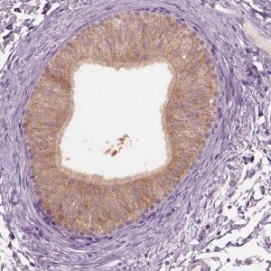 Anti-CLPSL1 antibody produced in rabbit 