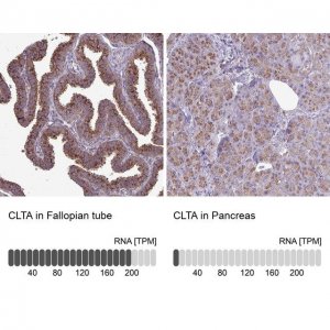 Anti-CLTA antibody produced in rabbit 