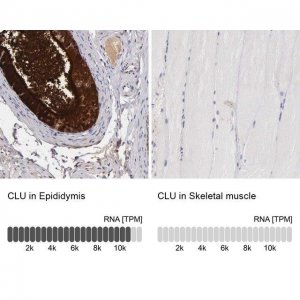 Anti-CLU antibody produced in rabbit 