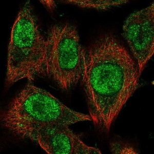 Anti-CMIP antibody produced in rabbit HPA054424-100UL
