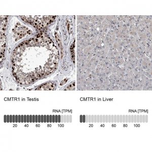 Anti-CMTR1 antibody produced in rabbit 