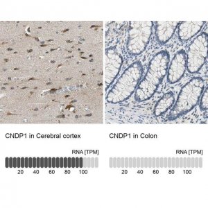 Anti-CNDP1 antibody produced in rabbit 