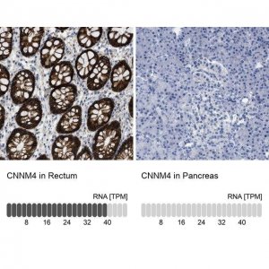 Anti-CNNM4 antibody produced in rabbit 