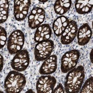 Anti-CNNM4 antibody produced in rabbit 